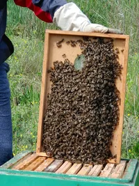 Rámek hustě obsazený včelami